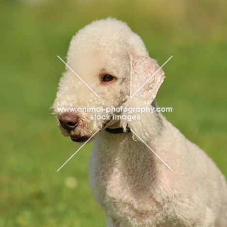 Bedlington Terrier head study