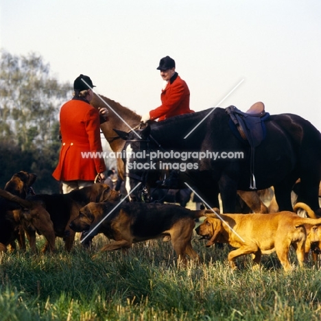 bloodhounds and horses at meet of windsor forest bloodhound pack