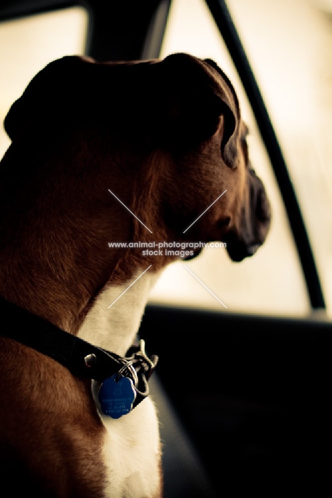 Boxer waiting in car