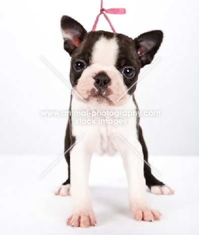 Boston Terrier puppy, front view