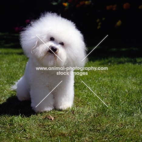 eng/irish ch sulyka snoopy, bichon frise sitting on grass