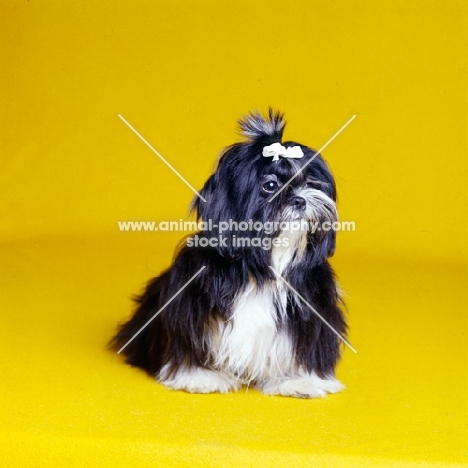 shih tzu in the studio