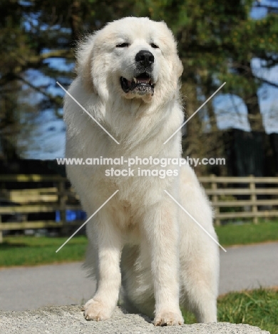 Pyrenean Mountain Dog standing