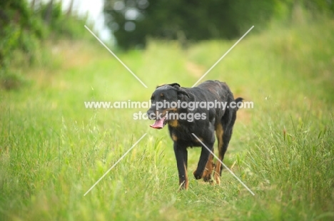 Beauceron walking through a grass field