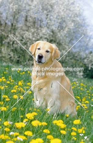 Golden retriever sitting in flowery field