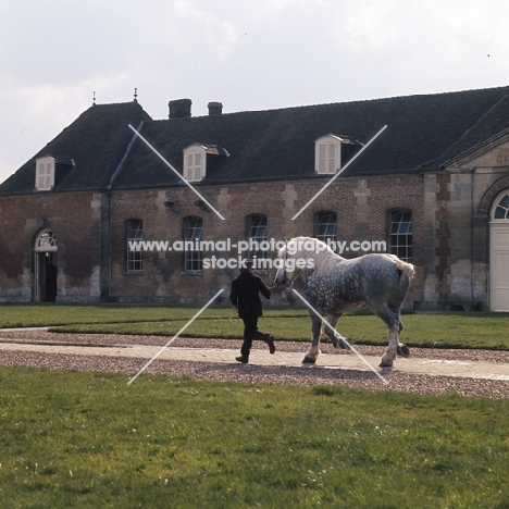 espoir, percheron stallion trotting in hand at haras du pin