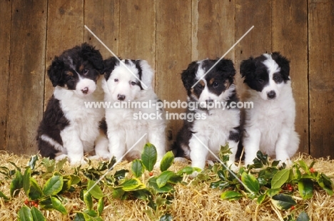 four black and white Border Collie puppies