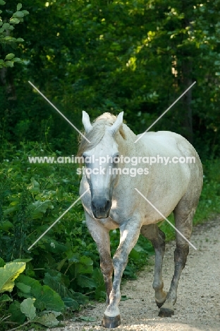 Quarter horse walking near greenery