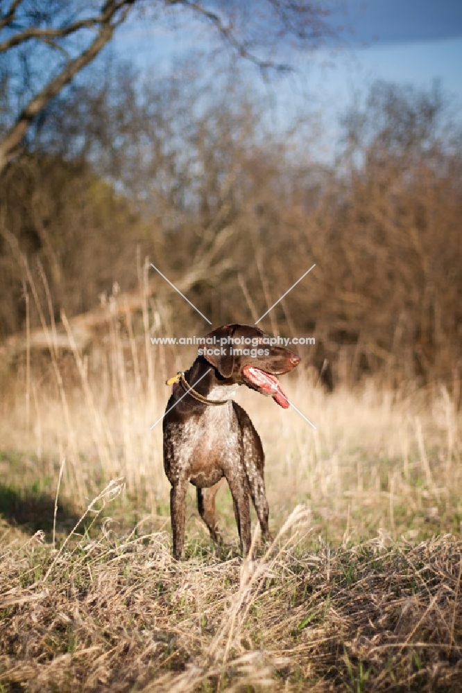 German Shorthaired Pointer standing in field