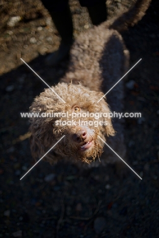 Lagotto Romagnolo looking up at camera