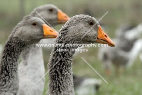 three toulouse geese