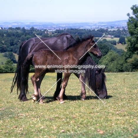 Hodgson Brimfield Bonny & Yarlton Montgomery Dales Pony grazing with foal