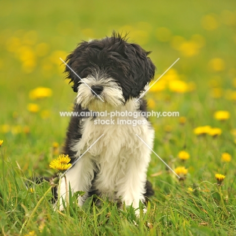 black and white Tibetan Terrier puppy