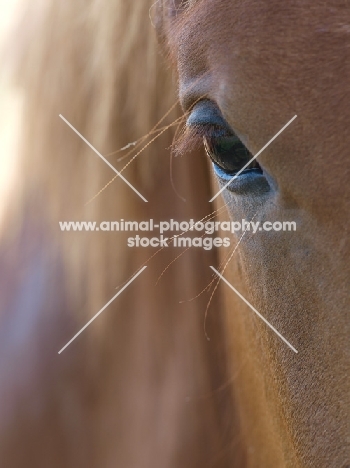 Suffolk Punch eye