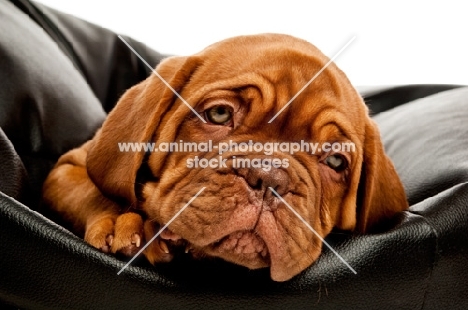 dogue de bordeaux pup on a black pillow