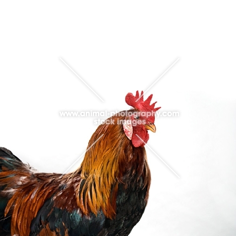 Brown Single Comb Leghorn Rooster