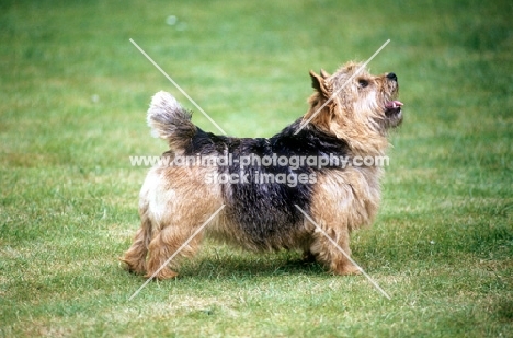 undocked norwich terrier