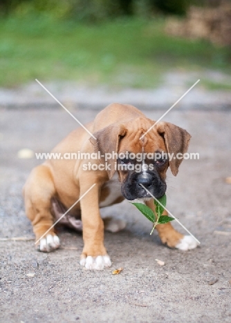 Boxer puppy with leaf in mouth