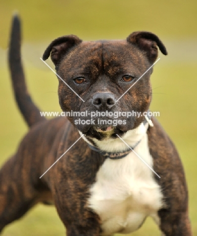 alert Staffordshire Bull Terrier