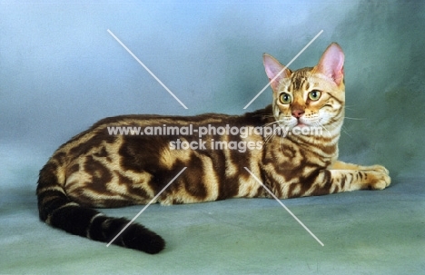 marble Bengal cat