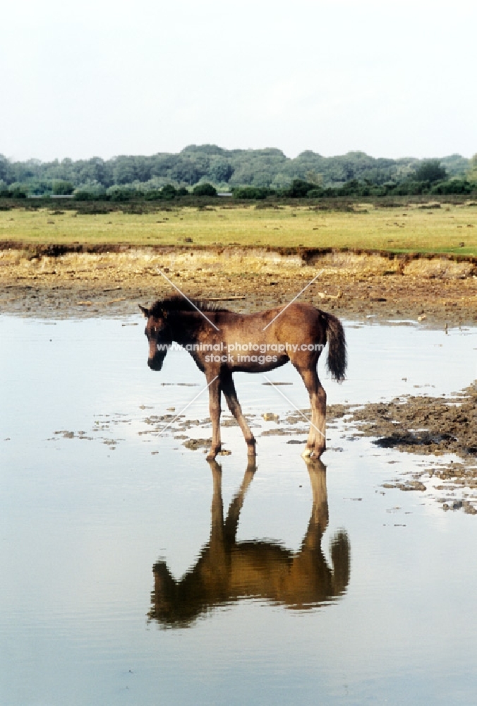 new forest pony foal walking in water in the forest