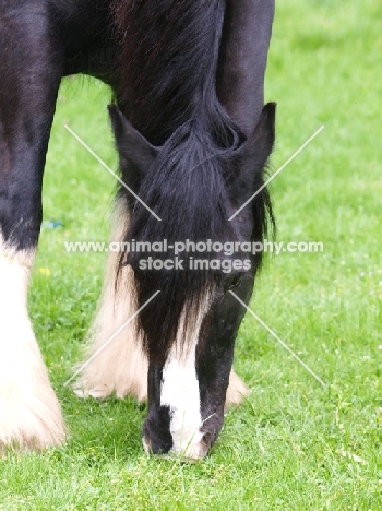 Shire horse grazing