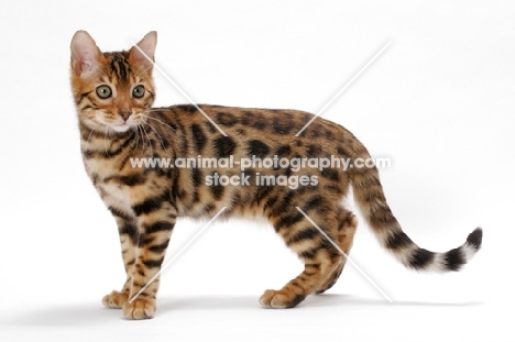 Brown Spotted Tabby Bengal on white background, standing