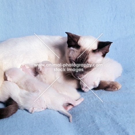 chocolate point siamese cat with kittens suckling