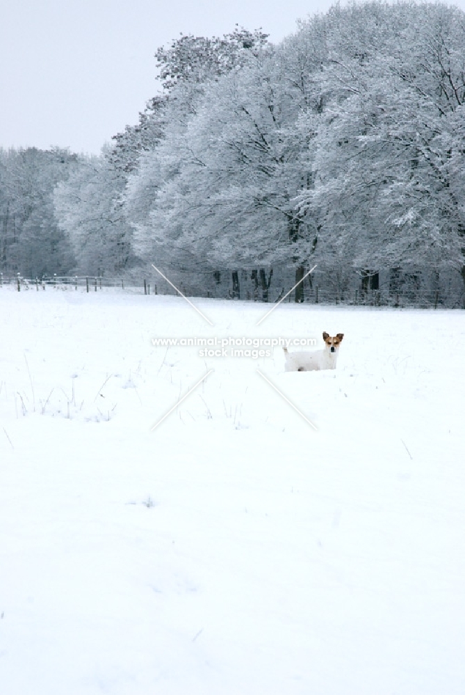 jack russell terrier standing in snowy field