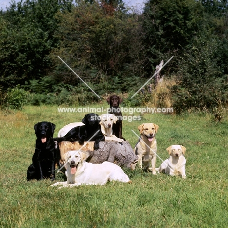 group of labradors, yellow,black  and chocolate, sitting around tree stump