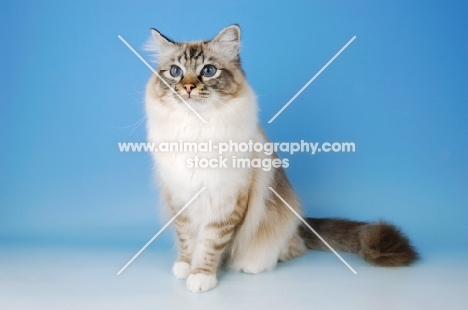 seal tabby point birman cat sitting on blue background