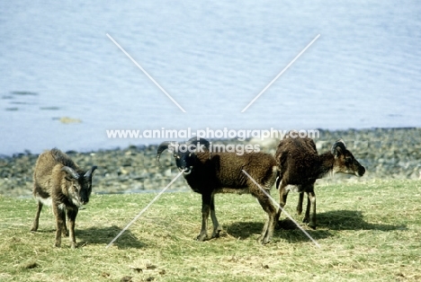 soay sheep by the sea on holy island, scotland