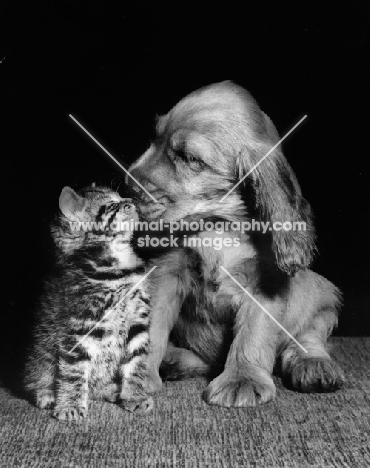 puppy kissing kitten