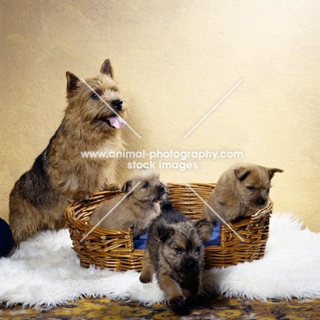 ch elve the scorceror norwich terrier standing up on basket with three puppies one leaping out