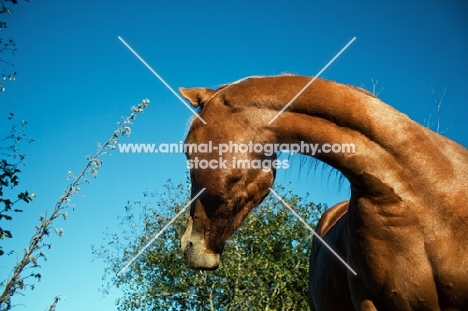 canadian sport horse looking behind