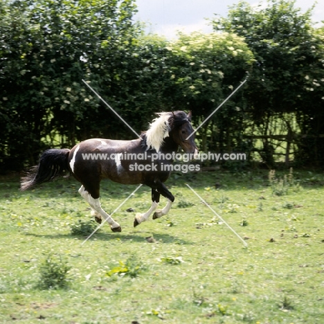 skewbald pony cantering in field