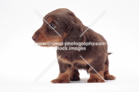 Chocolate Tan coloured longhaired miniature Dachshund puppy, looking aside