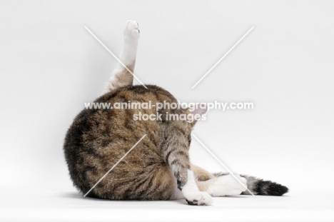 American Wirehair, Brown Mackerel Tabby & White, washing