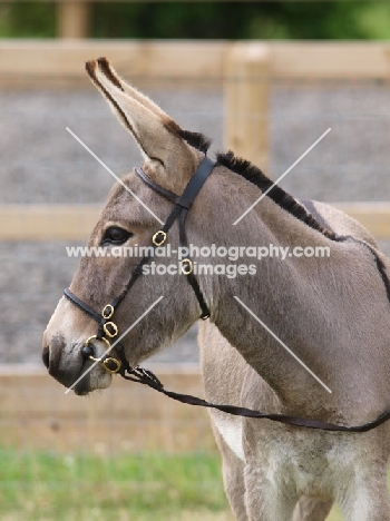 bridled donkey