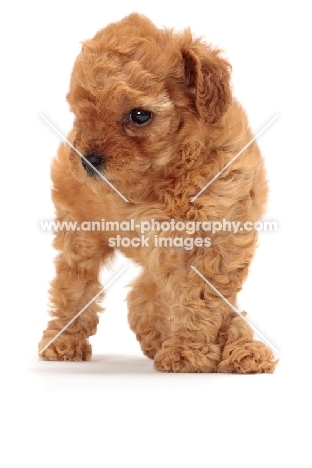 apricot toy Poodle puppy, looking away