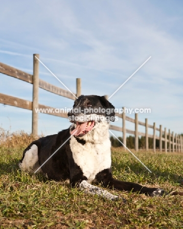 black and white dog in field