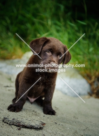 Chocolate Labrador Retriever puppy sitting on the beach
