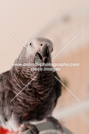 African Grey Parrot