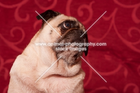 fawn Pug looking up