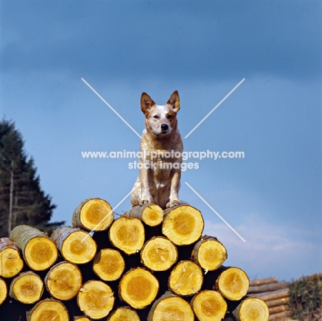 formakin brolga, australian cattle dog on logs