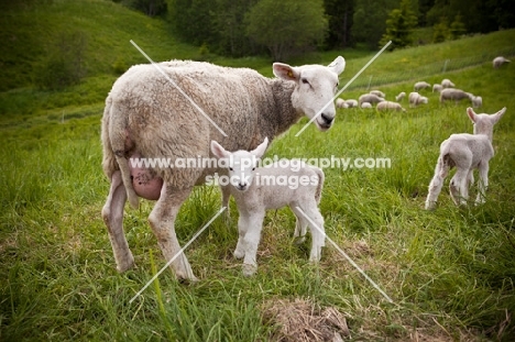 Norwegian White Sheep and her lambs in a field
