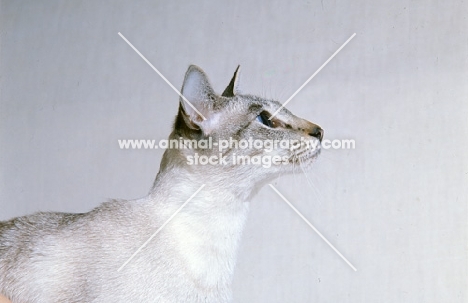 ch senty-twix frangipani, tabby point siamese cat, head study