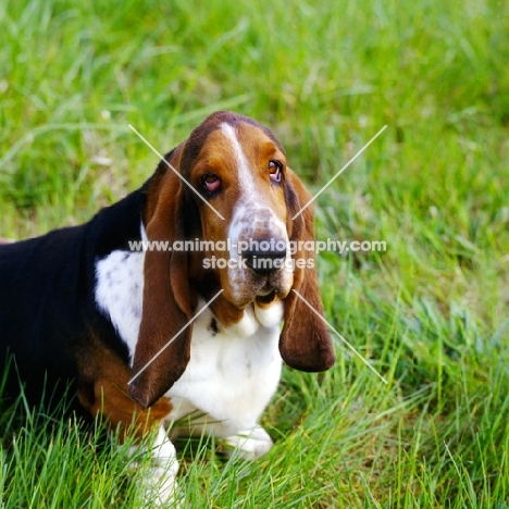 basset hound in usa, forequarters