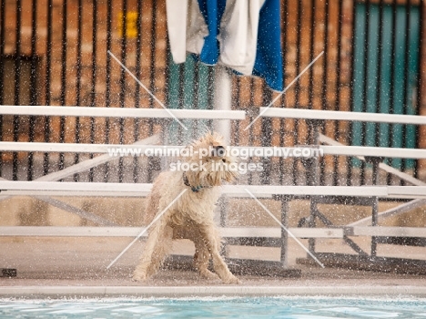 Cross bred dog shaking away water