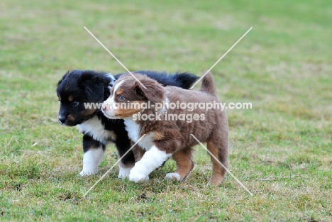 miniature Australian Shepherd Puppies